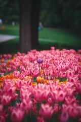 Single purple tulip over colorful tulips in Oslo, Norway.