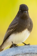 Small, black phoebe (Sayornis nigricans) feathered bird perched atop a white metal railing