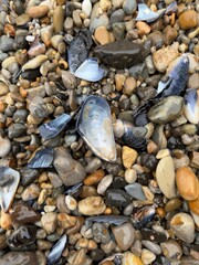 Variety of shells and rocks scattered across the sand