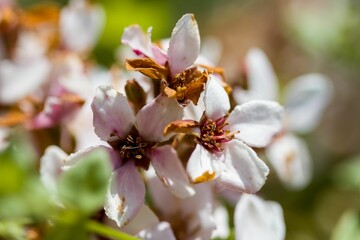 Close up of a white flower with a pink center with green foliage in the background