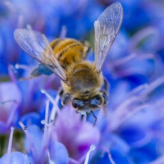 Close-up image of a bee on a vibrant flower surrounded by other colorful flowers