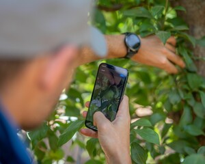 Person using mobile app to size fruit using artificial intelligence technology in stonefruit orchard