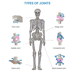 Types of joints in the human body include ball-and-socket, hinge, pivot, gliding, and saddle joints, facilitating various movements and flexibility