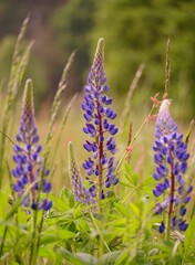Vibrant field of purple mullein in full bloom against a lush grassy landscape