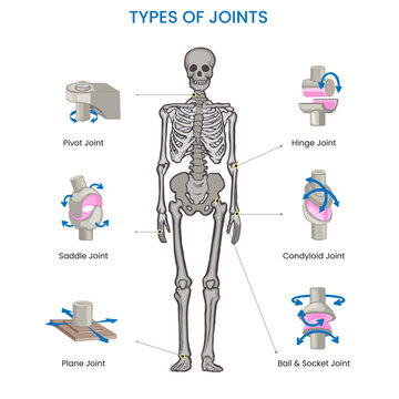 Types of joints in the human body include ball-and-socket, hinge, pivot, gliding, and saddle joints, facilitating various movements and flexibility