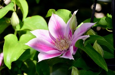 Closeup shot of a vibrant clematis flower growing in the garden.