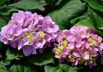 Fototapeta premium Closeup of pink Hydrangea 'Mini Penny' flowers in a green garden