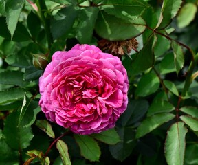 Vibrant pink Floribunda Rose blooming in a lush bush of vibrant green leaves