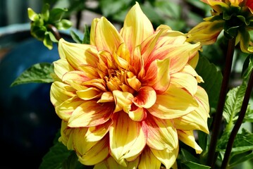 Closeup of a yellow dahlia pinnata growing in a garden on a sunny day