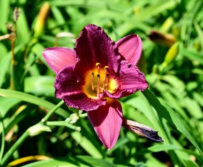 Closeup of a reblooming lily in a field under the sunlight