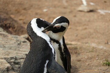 Penguins standing on a sandy beach, embracing in a loving embrace