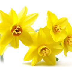 Yellow daffodil flowers isolated on white Background