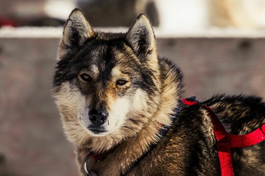 Dog with a red lesh looking directly into the camera