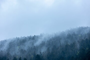 Scenic landscape featuring a forest of trees situated on a hillside, blanketed in a mysterious fog