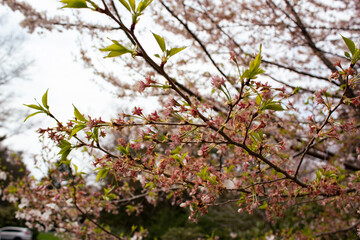 Tree with beautiful blooming pink flowers against a blurred background