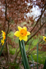 Selective focus of yellow Narcissus flowers in a garden