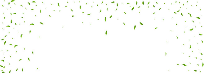 Green Leaves Tea Vector Panoramic White