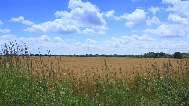 Agriculture oat crop field growing with grain and blue sky landscape