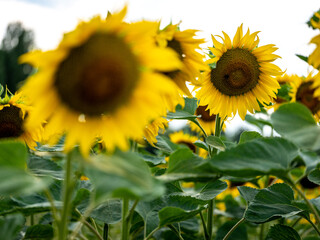 Field of Sunflowers in Summer