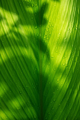Fresh green leaves with rain drops