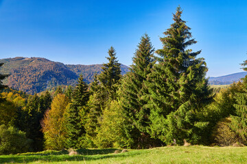 Fototapeta na wymiar Autumn Tapestry: Majestic Carpathian Peaks Embraced by Vibrant Foliage