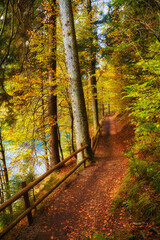 Autumnal Tranquility: Forest Road Alongside the Serene Lake
