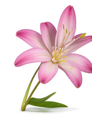 Pink lily flower isolated on white background with leaves