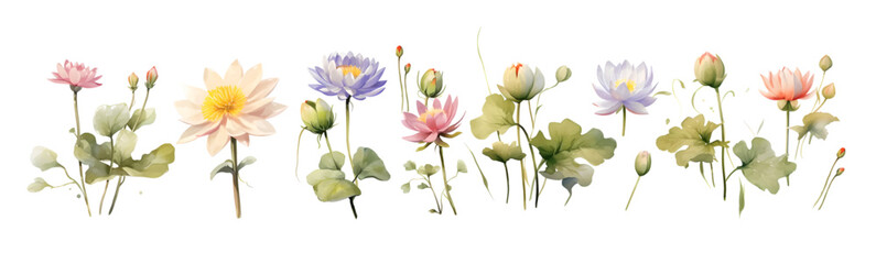 Water Lily Wedding Flower Clip Art Set - Watercolor Realistic Illustrations on White Background