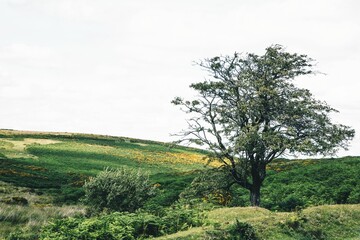 Landscape of a valley covered in greenery under a cloudy sky in England