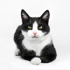 funny black and white domestic cat with yellow-green eyes pet portrait on a white background