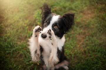 Obraz premium photo of a border collie dog at dawn magical sunlight fun dog tricks