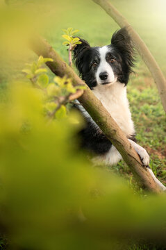 photo of a border collie dog at dawn magical sunlight beautiful portrait