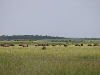 Fototapeta na wymiar Herd of American bison grazing on the grasslands at Prairie State Park in Mindenmines, Missouri.