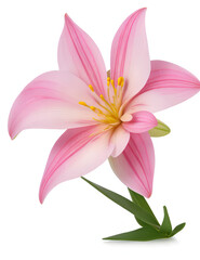 Fototapeta premium pink lily flower isolated