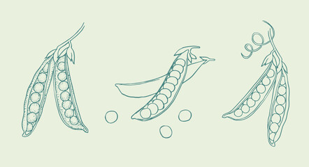 Peas, green peas, pea  , logo , doodle ,line art, sketch, drawing, vector illustration, pea branch, package logo