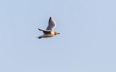 a white seagull with a dark head flies in the sky