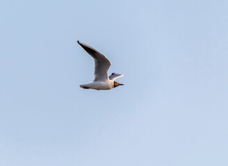 a white seagull with a dark head flies in the sky