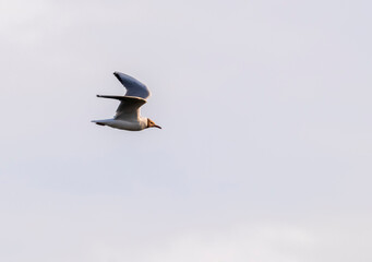a white seagull with a dark head flies in the sky
