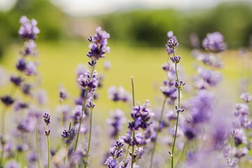 Idyllic outdoor scene of vibrant lavender flowers growing in a field.