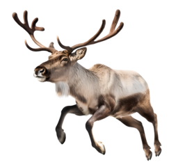 reindeer leap jumping on isolated background