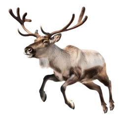 Foto op Aluminium reindeer leap jumping on isolated background © FP Creative Stock