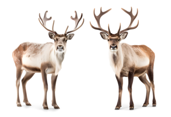reindeer walking running isolated on white