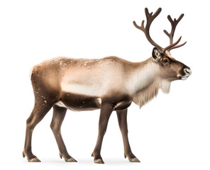 reindeer isolated on white