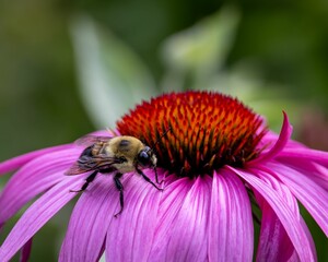 Closeup of a bee perched on a vibrant purple flower