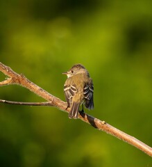 Closeup of a Southwestern Willow Flycatcher perched on a tree branch