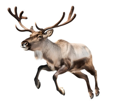 reindeer leap jumping on isolated background