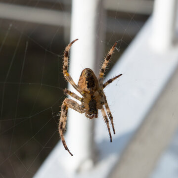 Brown hairy spider Zoropsis spinimana, resembles a wolf spider, found on the home balcony in Croatia, Mediterranean