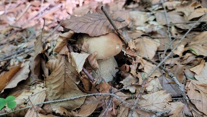 Boletus edulis. Mushroom with brown cup in leaves. Forest. Autumn.