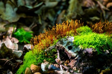 Closeup shot of a vibrant batch of green moss with brown sprouts on a forest floor