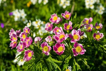 Closeup of Anemone multifida growing in a field on a sunny day